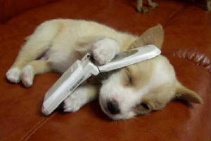funny-pictures-of-dogs-phone-dog.jpg
